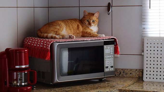 Your Cat May Not Help, But Will Judge You On Your Cooking Skills
