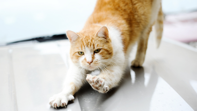 Start Slowly To Reduce Your Cat's Anxiety