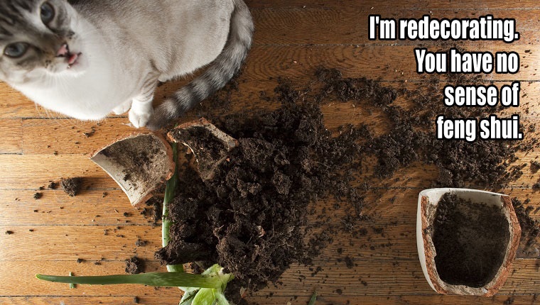 Things Your Cat Has Been Meaning To Tell You #9