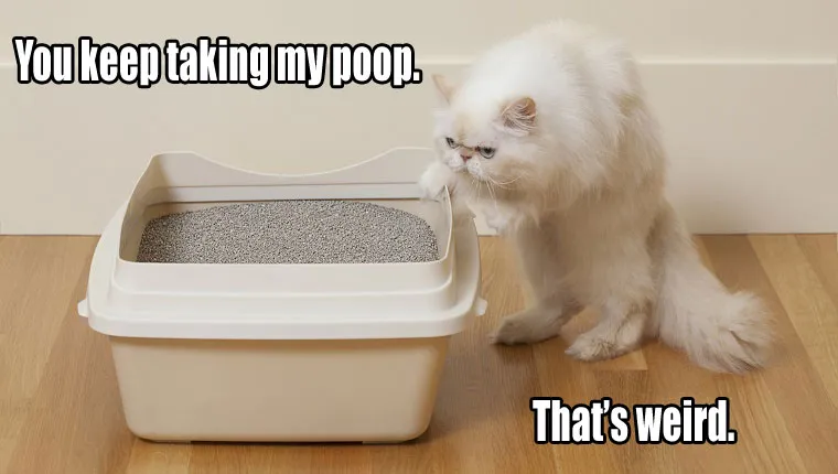 Things Your Cat Has Been Meaning To Tell You #1