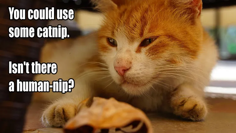 Things Your Cat Has Been Meaning To Tell You #5