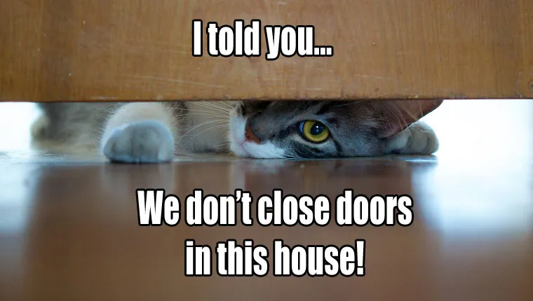 Things Your Cat Has Been Meaning To Tell You #7