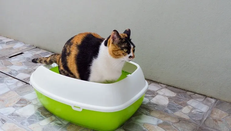 Clean That Litter Box Several Times A Day