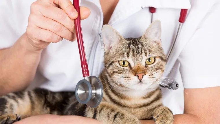 Talk To Your Vet About Treatment