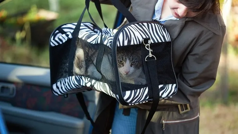 Keep Your Cat In A Carrier