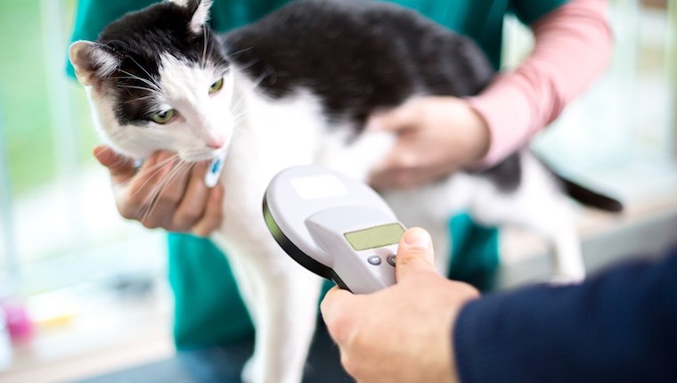 Get Your Cat Microchipped