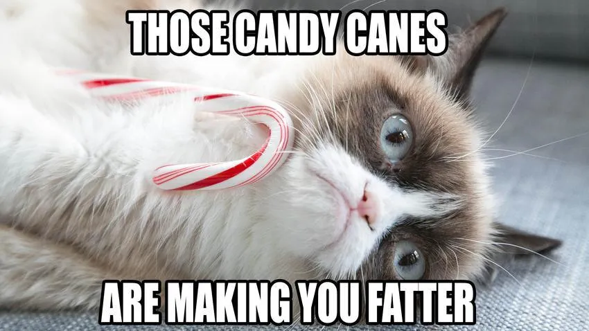Hes Back The Best of the Grumpy Cat Meme in 25 Pictures 9