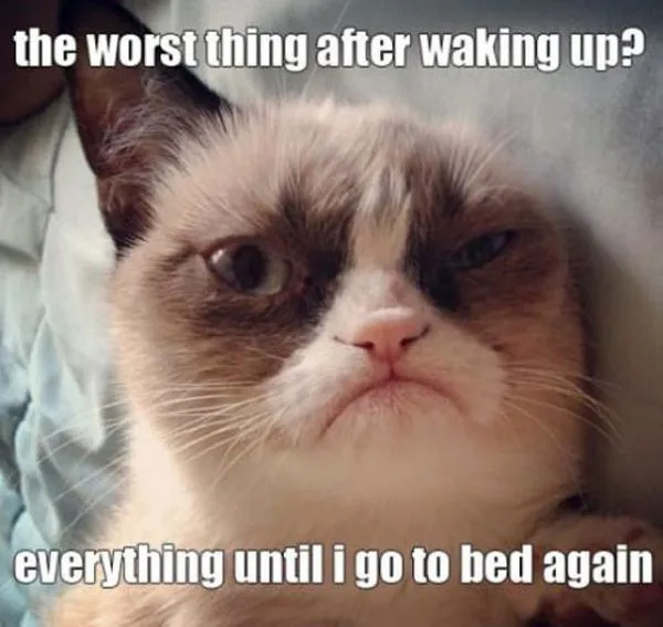 Hes Back The Best of the Grumpy Cat Meme in 25 Pictures 9