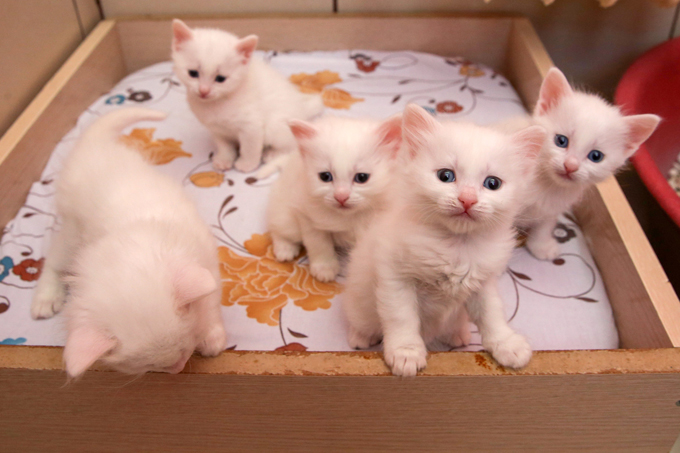 Turkish Van Cats And Kittens
