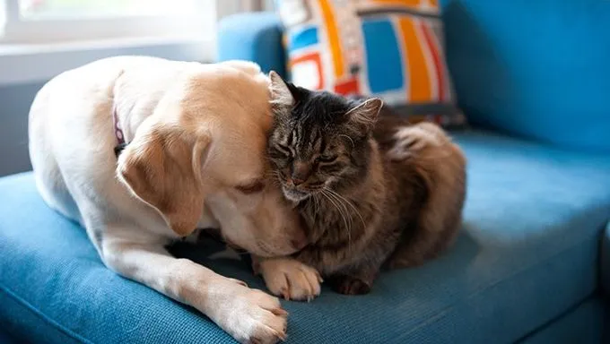 Try Introducing Your Cat To Dogs