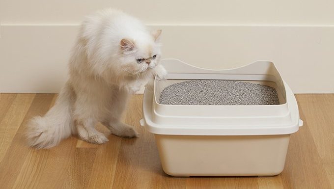 Consider A Litter Box With High Sides