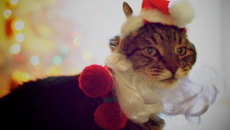 Dressing Your Cat Like Santa, Or An Elf, Or A Reindeer...