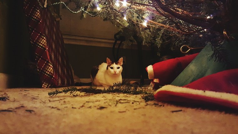 Letting Your Cat Climb The Christmas Tree